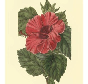 Chinese Rose Mallow Online now