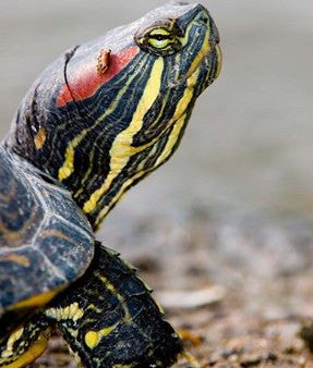 Red-eared pond slider turtle, British Columbia Discount