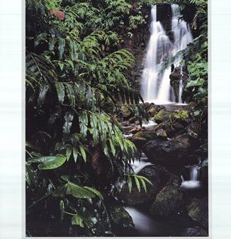 Rainforest Waterfall, Hawaii Online Hot Sale