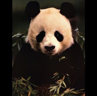 Giant Panda Feeding on Bamboo Fashion