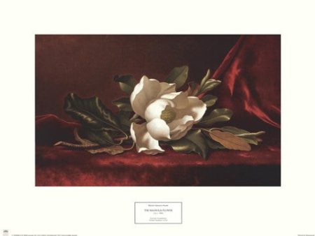 The Magnolia Flower on Sale