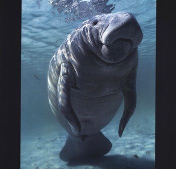 West indian Manatee Fashion